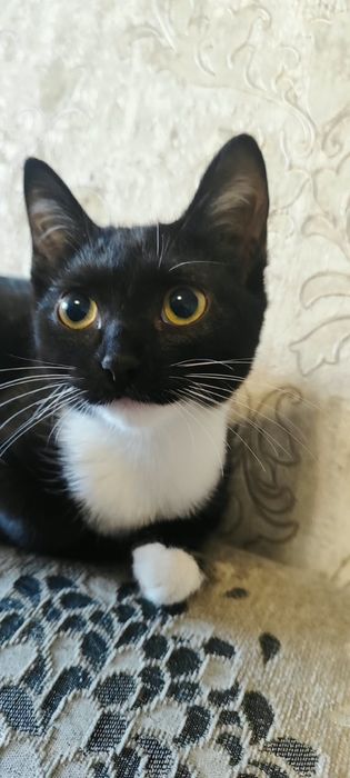 Отдам 4-месячного котенка девочку