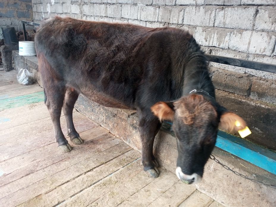 Продам жирную телку, корову