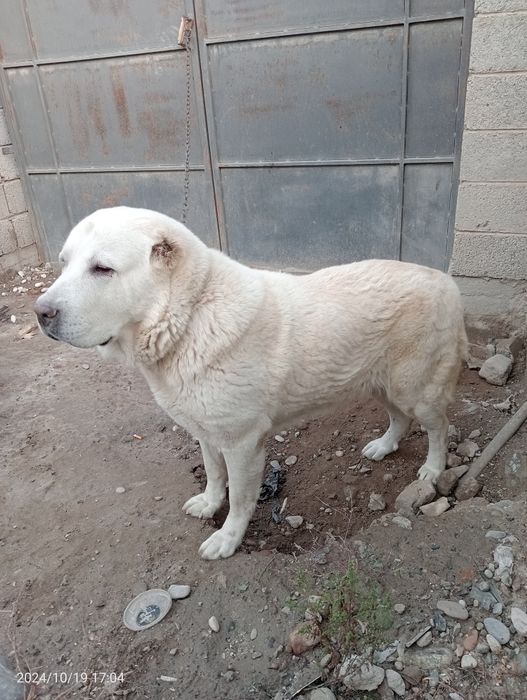 Вязка. Алабай девачка +60 кг. Бір күшік беремін