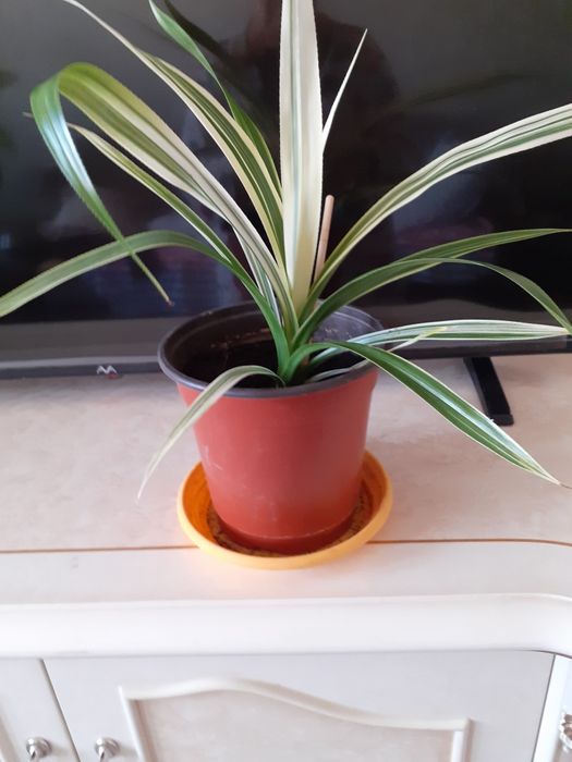 Комнатные  цветы