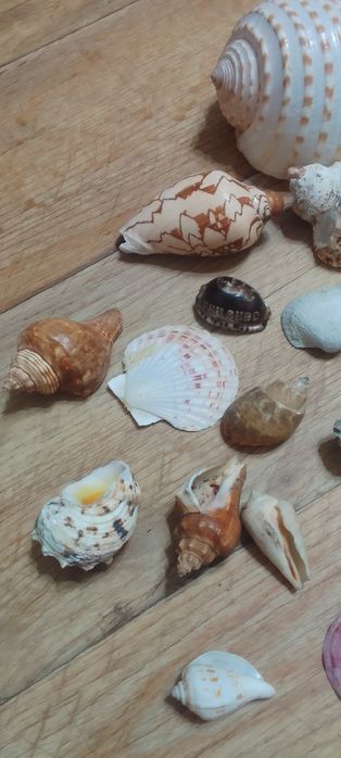Ракушки для аквариума