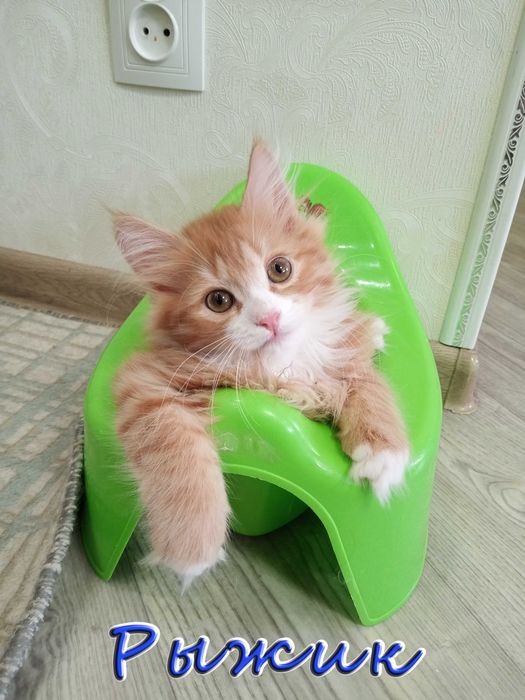 Отдам котёнка - солнечный мальчик.