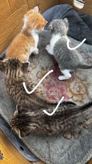 Отдам кошечку и 3 котята СРОЧНО
