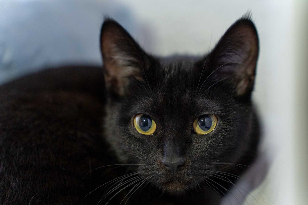 Котёнок девочка 7 месяцев.