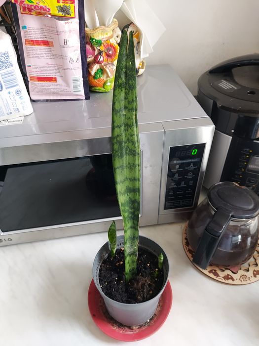 Сансивиерия щучий хвост