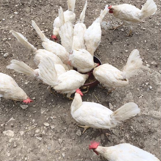 Куры несушки.     .