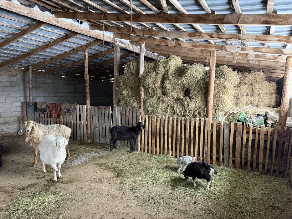 Продам ферму (фазенду)