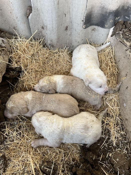 Алабай щенки күшіктер