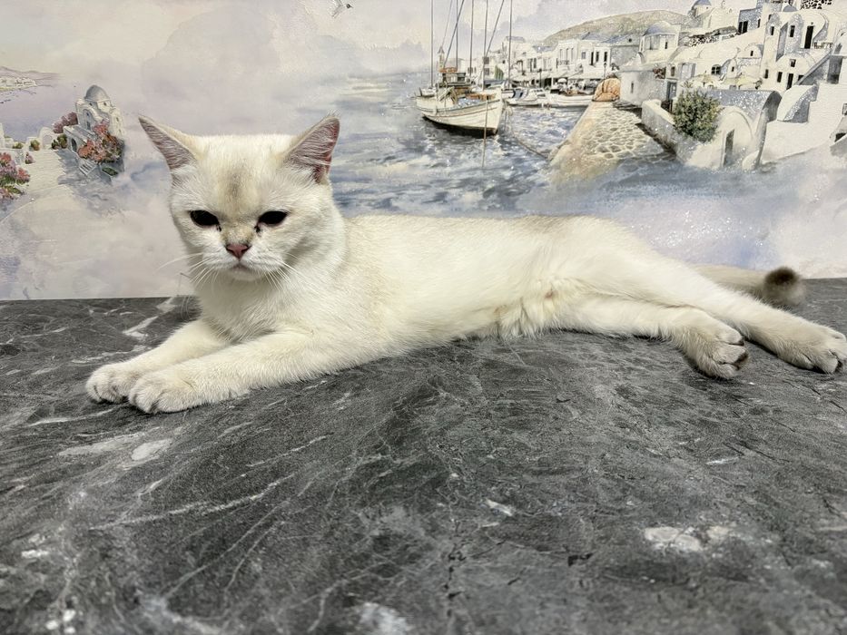 Продается кошка. Серебристая шиншилла. Скоттиш страйт