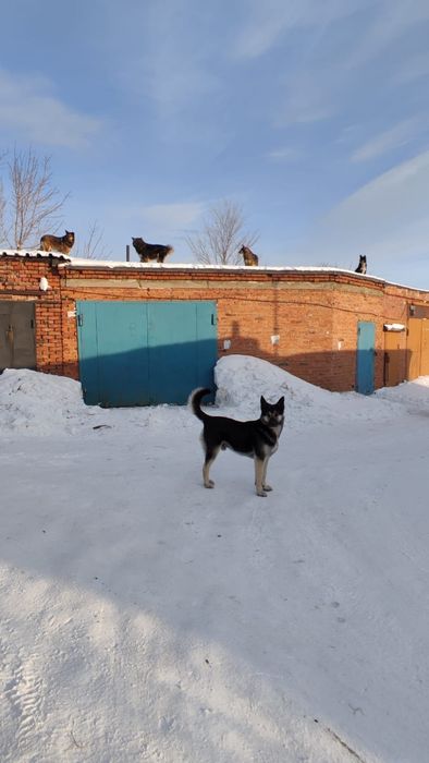 Гараж в районе Шмелёвки.