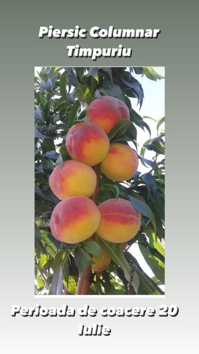 Pomi fructiferi columnari si pitici anul 3 de vegetatie