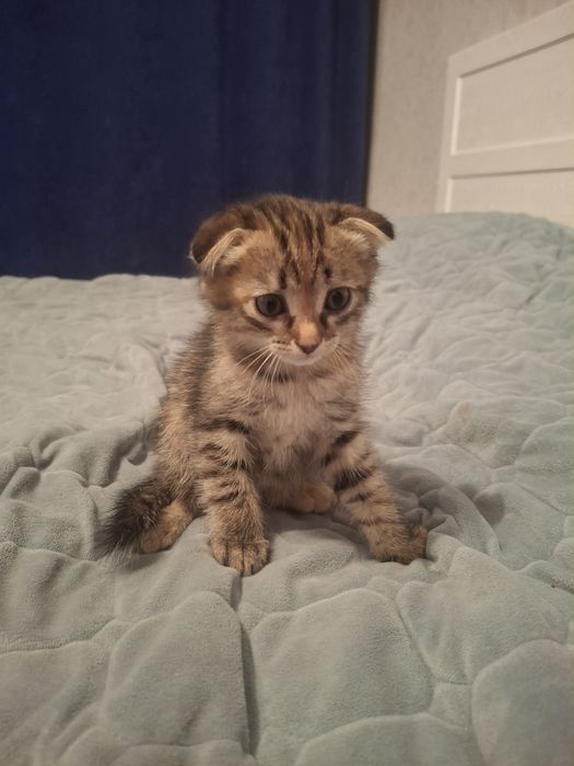 Продам маленький котенок