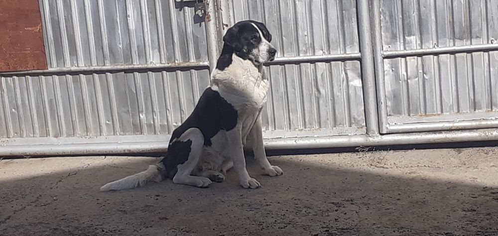 Найдена собака девочка алабай