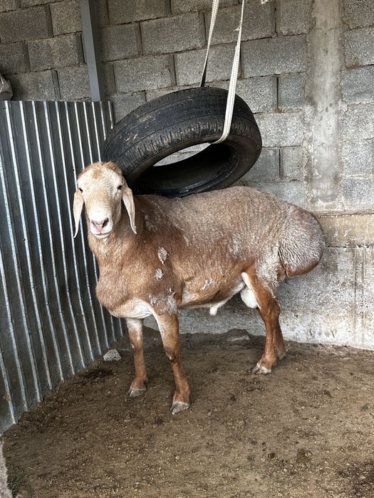 Арашан Кошкар 2,5 года