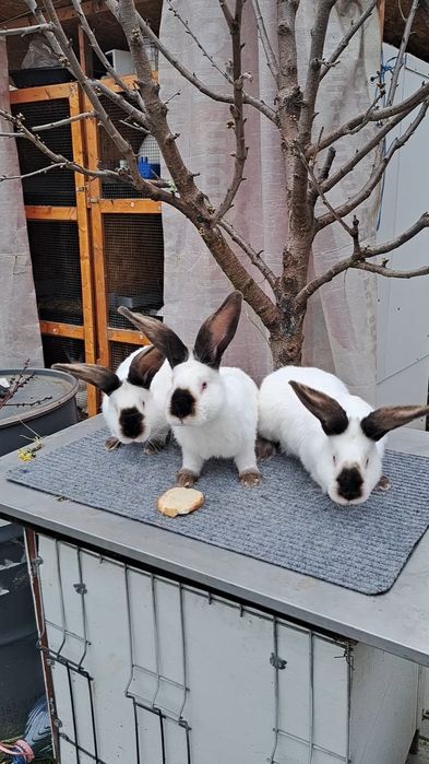 Iepuri Urias de Transilvania