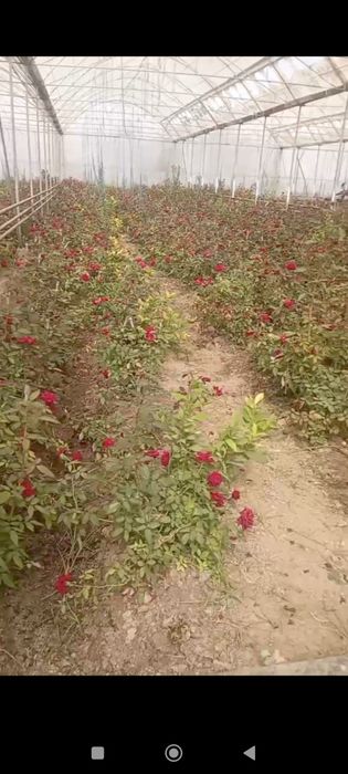 Gallaniski atirgullar kuchati sotiladi