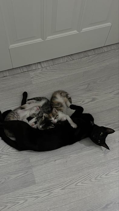 Котята в самые ответственные руки