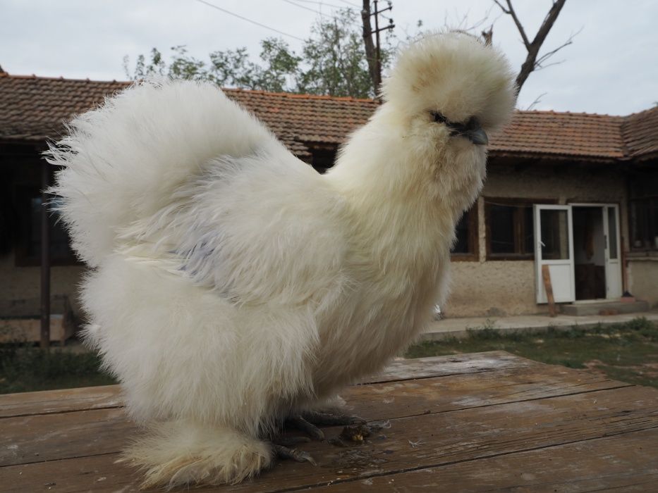 Oua incubat de la gaini matase japoneza,cochin pitic, frizat, bobtail