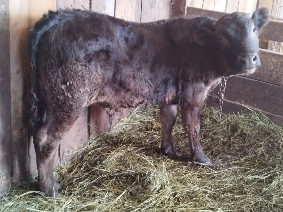Vând toantă orașul vițea de două luni jumate și de trei luni jumate