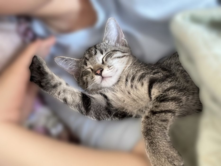 отдам кошку мальчик