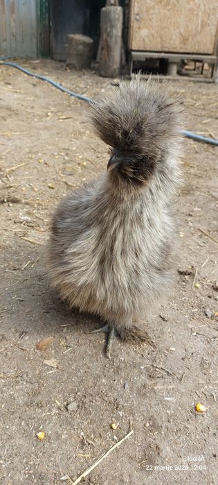 Motata japoneza familie 2+1