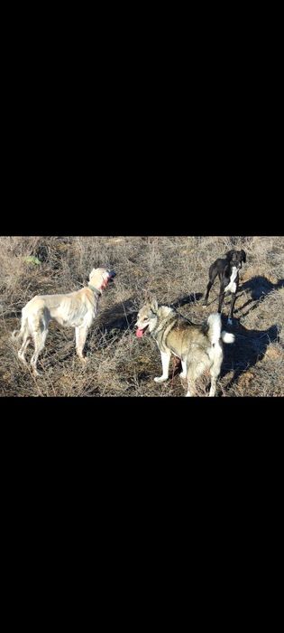 Лайка Западна сибирская