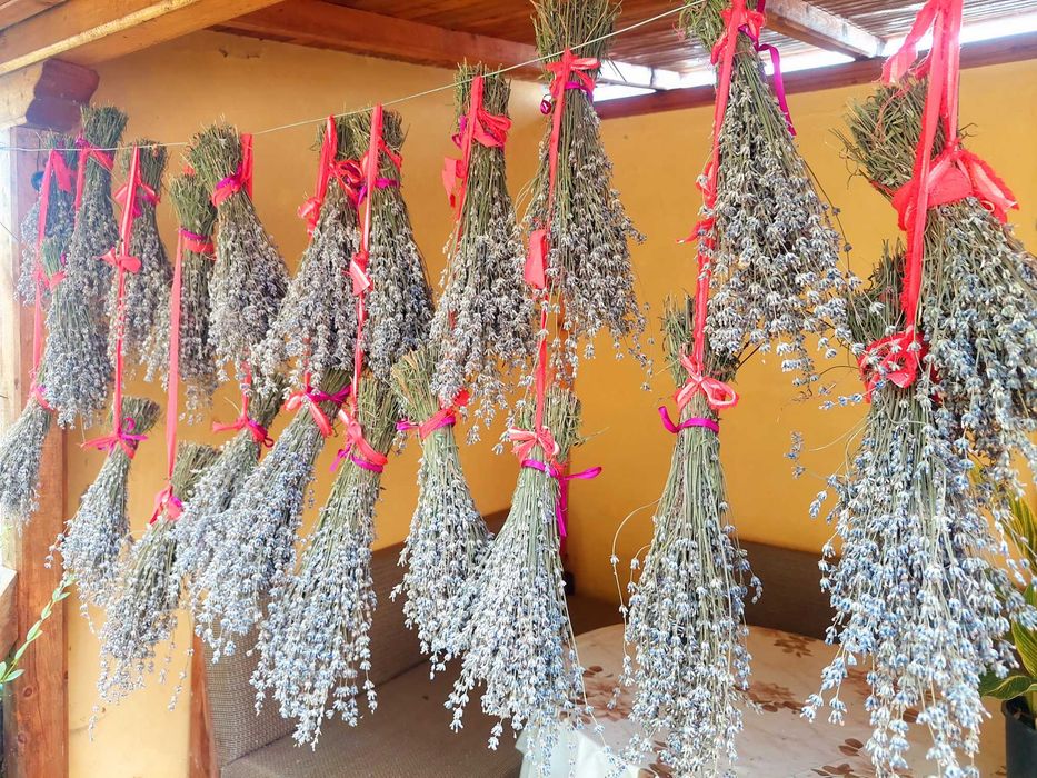 Лавандула Сух цвят