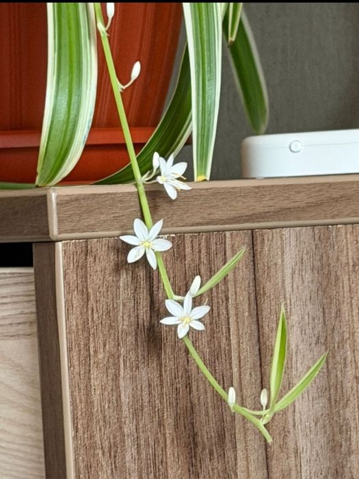 Хлорофитум цветок