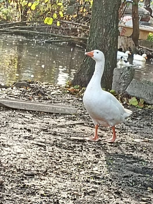 Vand Gâste si ratoi