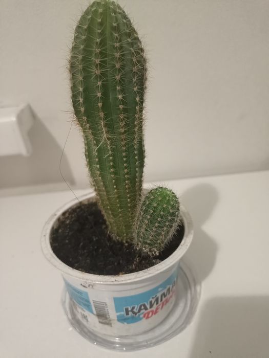 Кактус эхинопсис