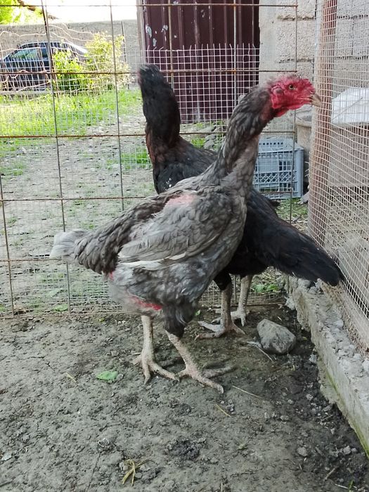 Дакан тауык сатылады