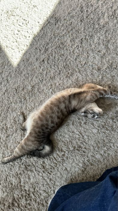 Отдам Кошку в хорошие руки