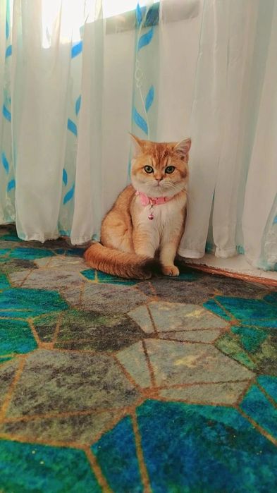 Кошка золотистый шиншила британ зотига жавоб