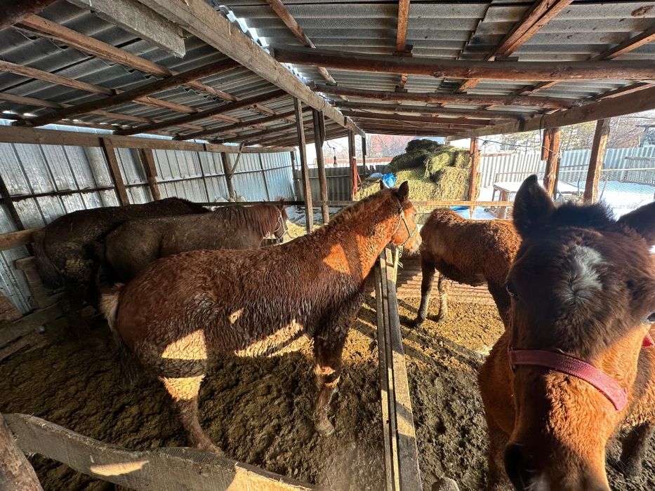 Жабағы кунандар сатылады