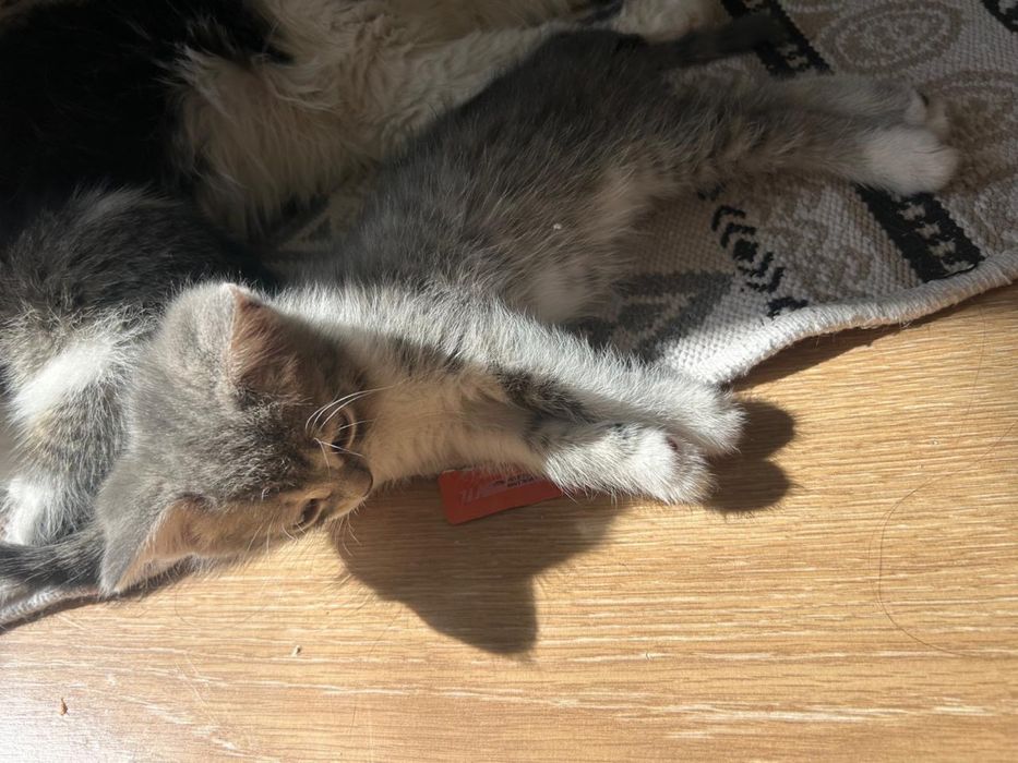 Срочно Отдаю котят в добрые руки