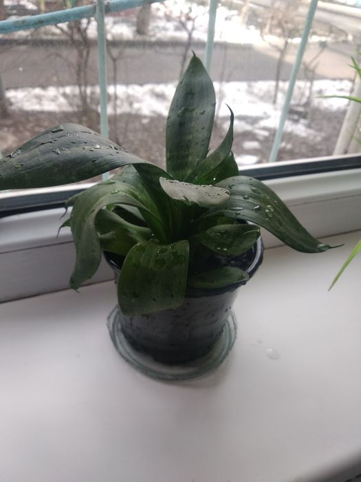 Сансевиерия ханни цветок