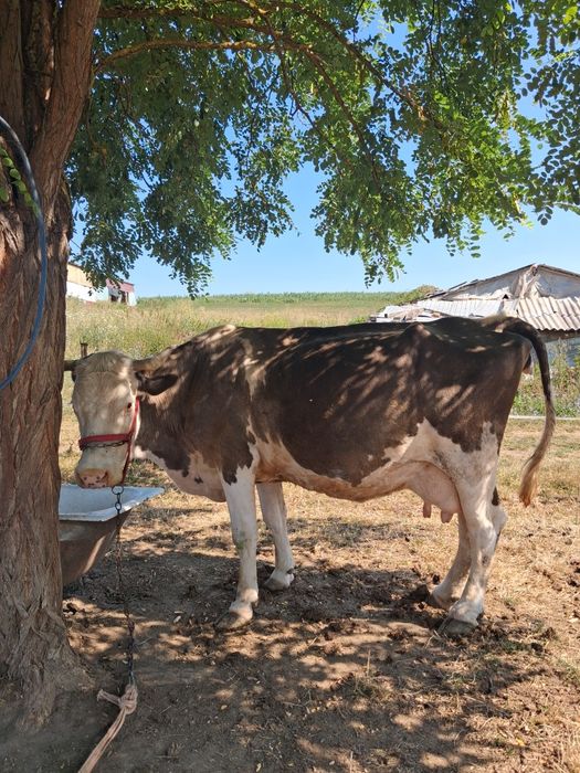 De vanzare vaca cu lapte