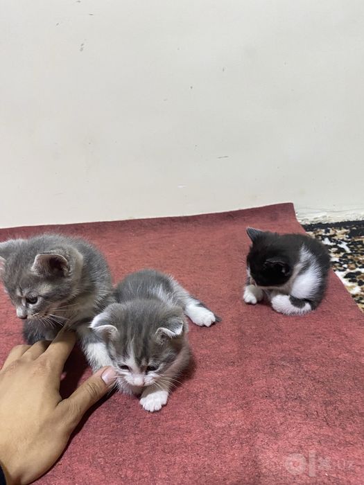 Mushuk sotiladi nomi Pi Pi 3 ta bolasi ham bor bepul