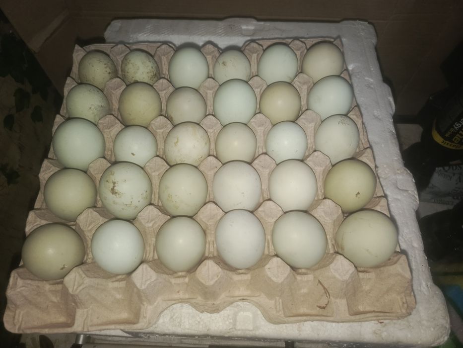 Соберу инкубационное яйцо