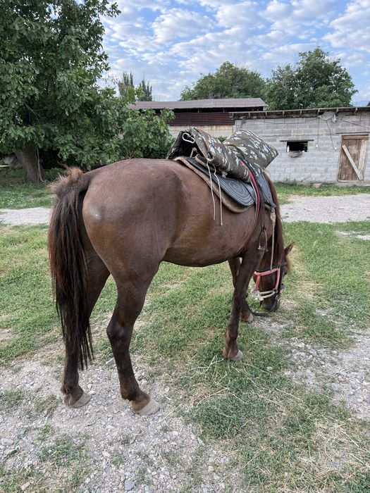 Конь мерин Пишпе ат