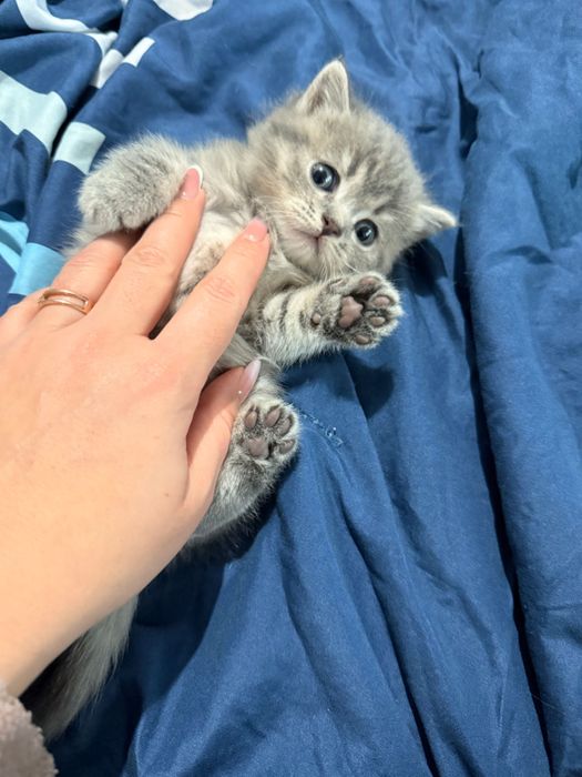 British Shorthair