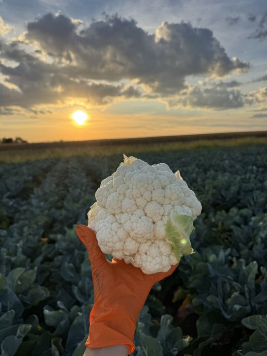 Vând conopidă din comuna Matca, Galati