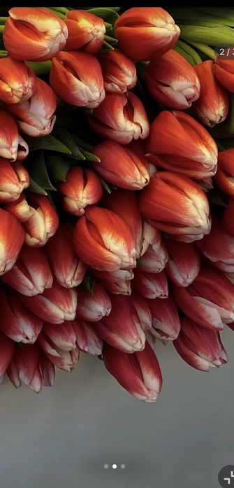 Тюльпан оптом  к 8 марта