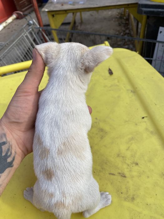 Chihuahua mascul