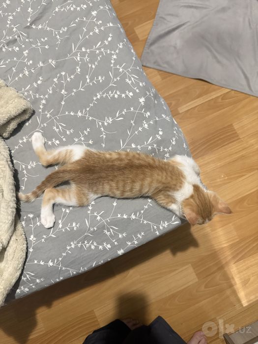 Отдам котенка рыжего в добрые руки
