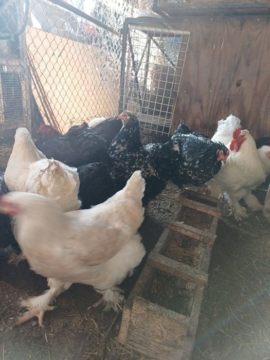 Продам куры брама