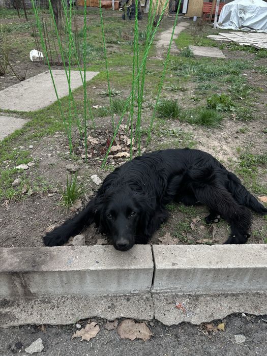 Отдам щенка в добрые руки