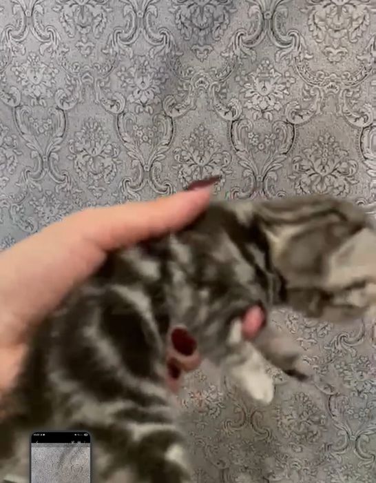 Чистокровные британцы