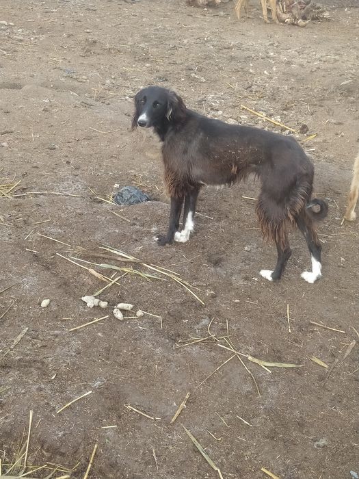 Продам тазы топ .