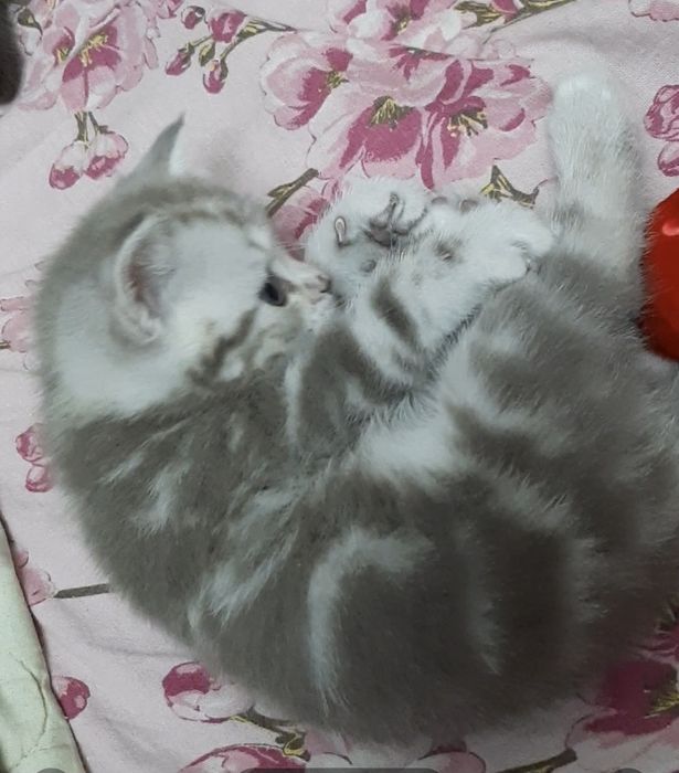 Продам шотландских котят